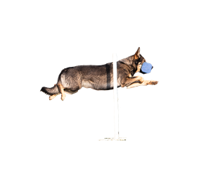 Oprah%20sprung%20mit%20apportel%20transparent%20klein Oprah%20sprung%20mit%20apportel%20transparent%20klein